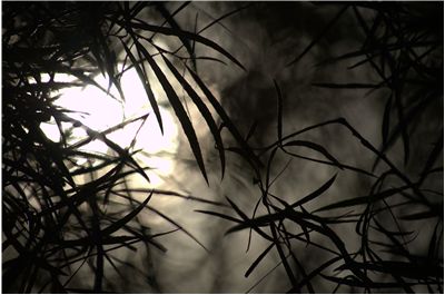 Picture Of Lemures At Dark