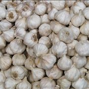 Picture Of Vampire Aversion To Garlic