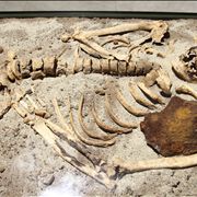 Picture Of Vampire Skeleton Stabbed With Iron Rod